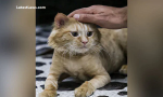 cat.PNG