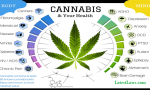 Benefits of Cannabis
