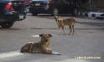 Stray Dogs
