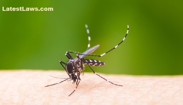 Dengue Deaths