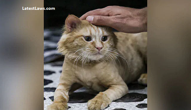 cat.PNG