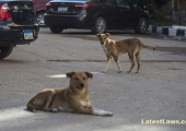Stray Dogs