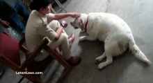 Dog