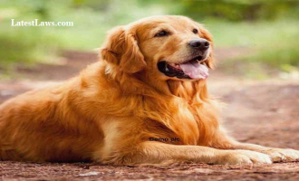 Pet Dog.jpg