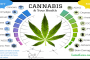 Benefits of Cannabis