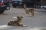 Stray Dogs