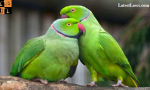parrots.png