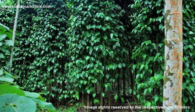Betel Leaf of Tirur Received GI Status.jpeg