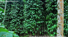 Betel Leaf of Tirur Received GI Status.jpeg