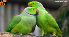 parrots.png