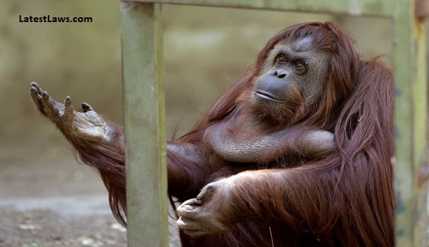 Sandra the Orangutan.jpg, pic by ktla