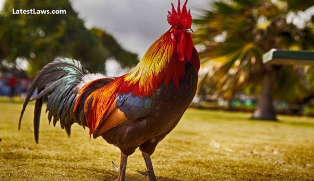 rooster.jpg, pic by phys