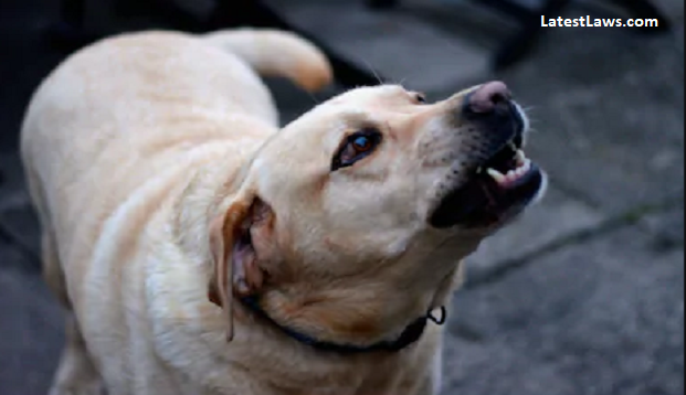 Dog.PNG