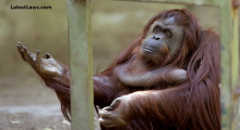 Sandra the Orangutan.jpg, pic by ktla