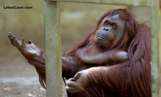 Sandra the Orangutan.jpg, pic by ktla