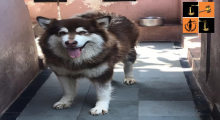 Dog.PNG, pic by ani
