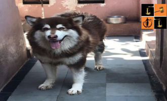 Dog.PNG, pic by ani