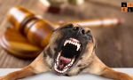dog-bite-personal-injury (Pic by Google).jpg