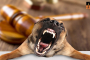dog-bite-personal-injury (Pic by Google).jpg