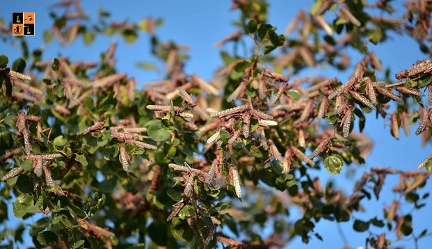 Locust Attack.jpg, pic by google