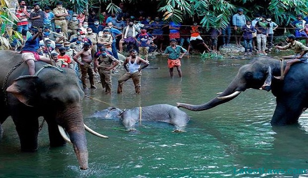 Kerala Elephant Death.jpg