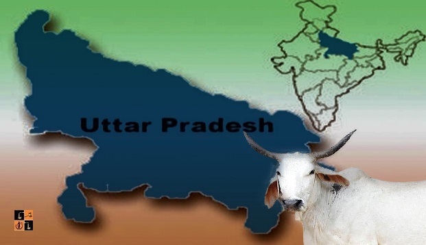 UP &amp; Cow Slaughter