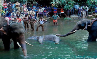 Kerala Elephant Death.jpg