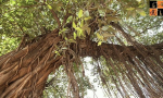 banyan tree pic by Times Now.jpg