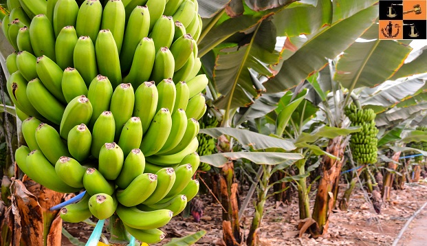 Banana Cultivation.jpg