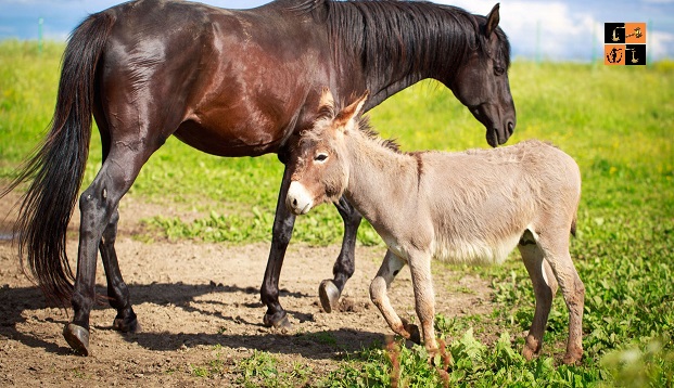 Horse and Donkey.jpg, pic by fei