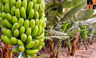 Banana Cultivation.jpg