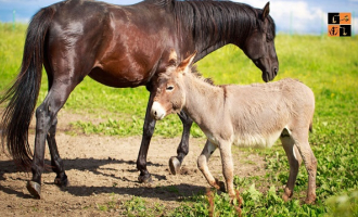 Horse and Donkey.jpg, pic by fei