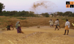 Dalit Farmers.jpg