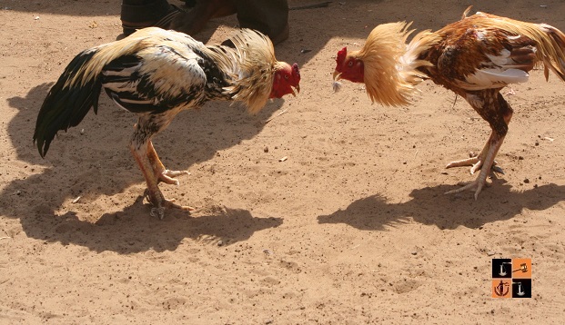 Cock Fight.jpg