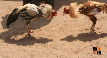 Cock Fight.jpg