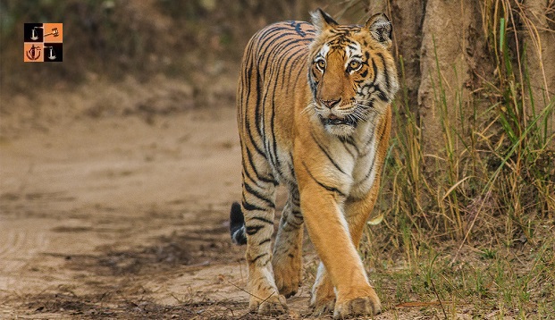 Corbett Tiger Reserve.jpg