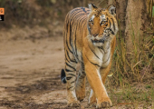 Corbett Tiger Reserve.jpg