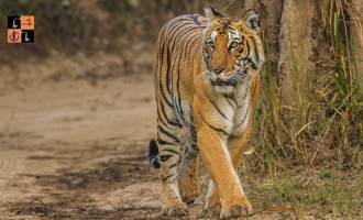 Corbett Tiger Reserve.jpg