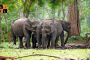 Elephants.jpg