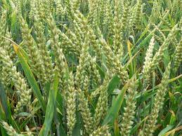 Rabi crops.jpg