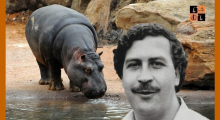 Pablo Escobar Hippopotamus.jpg