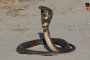 snake.jpg
