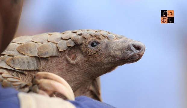 Lizard- Endangered Animals.jpg