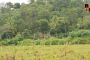 Forest Land.jpeg