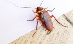 cockroach.png