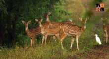 Wildlife- Forest.jpg