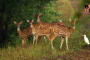 Wildlife- Forest.jpg