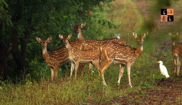 Wildlife- Forest.jpg