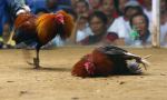 5-Crazy-Things-You-Didnt-Know-About-Cockfighting.jpg
