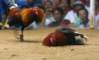 5-Crazy-Things-You-Didnt-Know-About-Cockfighting.jpg